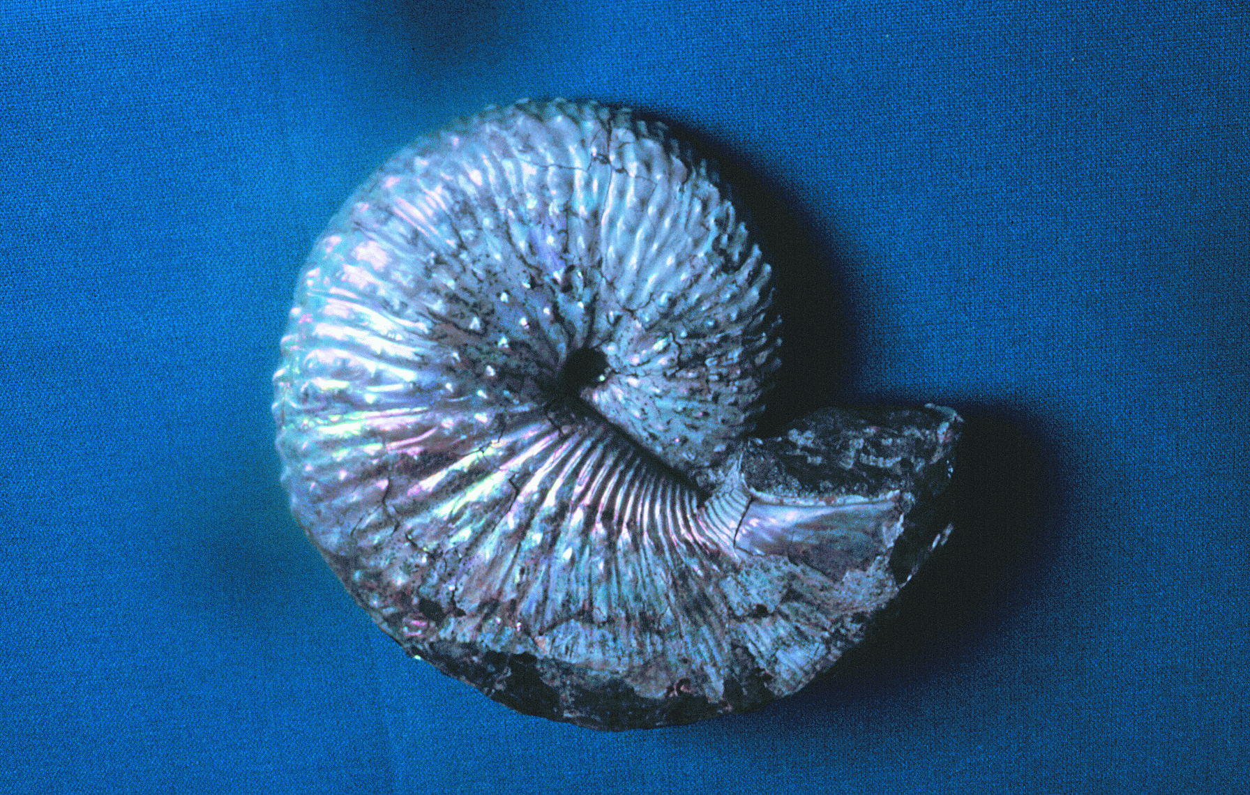 Jeletzkytes nebrascensis